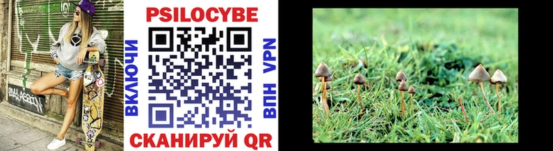 Купить где  Сарапул  Псилоцибиновые грибы Psilocybe 